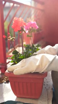 A woman planting flowers in a flower pot on a terrace in spring