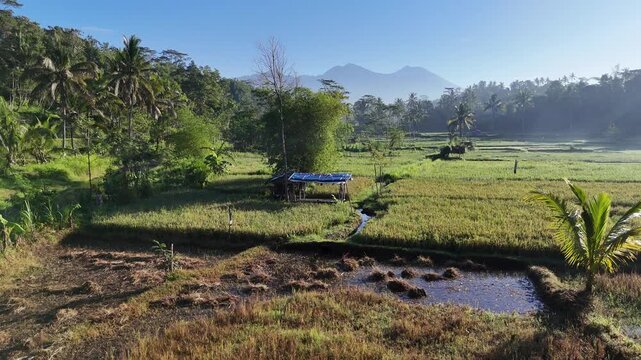 Lush Green Rice Paddies and Palm Trees with Distant Mountains on a Bright Sunny Morning