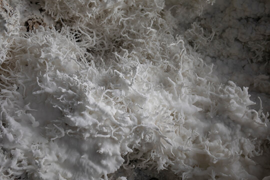 Aragonite mineral texture