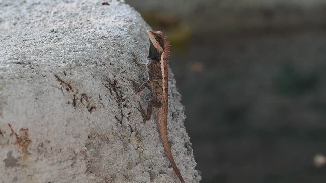 Garden lizard in the forest.	
