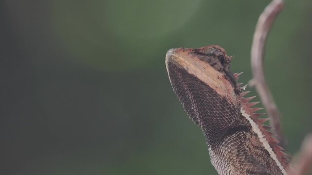 Garden lizard in the forest.	
