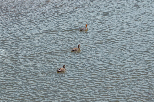 Ducks frolic in the Yitong River in Changchun, China, in early spring.