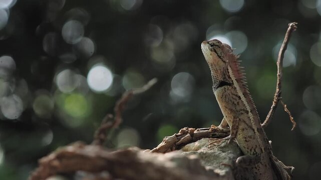 Garden lizard in the forest.