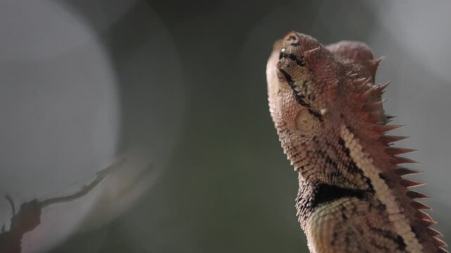 Garden lizard in the forest.	
