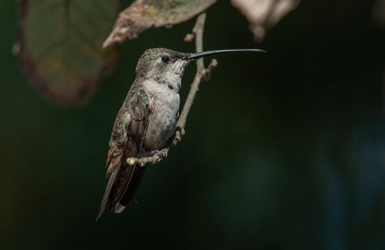 Picaflor del norte fotograifado en Chile
