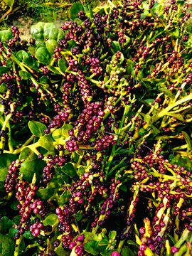 Close-Up of Ripe Purple Malabar Spinach Berries (Basella alba) with Vibrant Stems