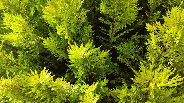 Close-up View of Vibrant Lime Green Lemon Cypress Branches and Needles, Natural Evergreen Conifer Texture Background for Gardening, Nature, and Environmental Concepts, Sunny Outdoor Foliage
