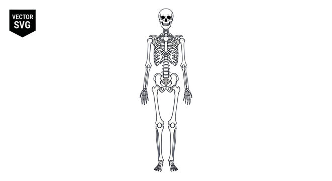 Anatomical human skeleton standing, isolated on white background, vector illustration