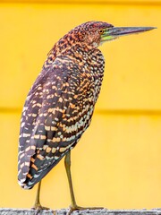 Hocó Colorado © JoseLuis