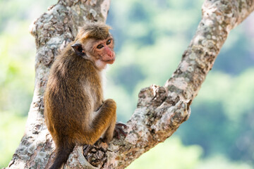 Fototapeta premium Toque macaque (macaca sinica), endemic monkey in Sri Lanka