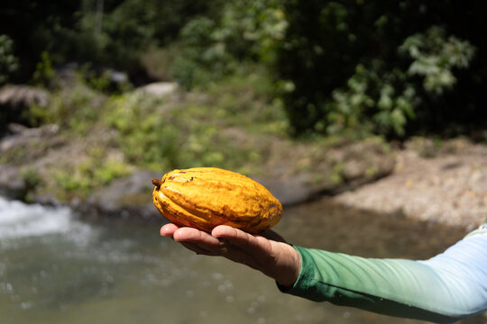 Person holding a ripe yellow cacao pod in hand near a tropical river in Venezuela