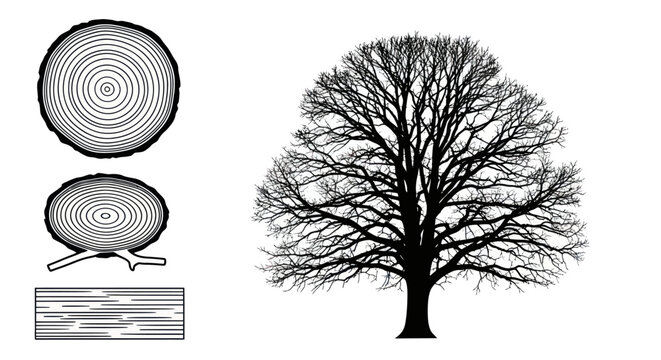 Tree Cross Section Wooden Slices.