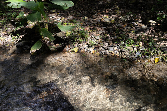 Lush tropical rainforest landscape with a fresh river stream in the Caribbean coast of Venezuela