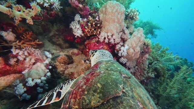 A close up, eye level perspective of a majestic green sea turtle gracefully swimming through a colorful and thriving coral reef ecosystem in clear blue ocean waters.