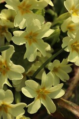 Obraz premium A vertical close-up of a yellow primrose, the vibrant blooms of spring Primula vulgaris in a sunny garden