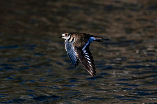 Killdeer in flight over the Boise River Idaho