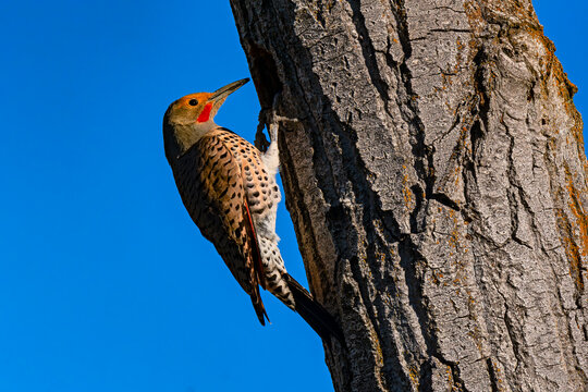 Northern Flicker at cavity site along the Boise River Idaho
