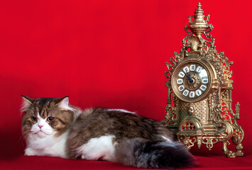 A cute fluffy Persian cat on red background in studio. © Marina