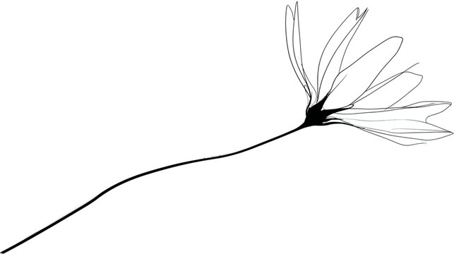 Minimalist Black and White Line Art Illustration of a Delicate Cosmos Flower with a Long Stem, Simple Vector Graphic