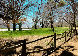 Fototapeta premium Sunlight shines on a grassy field surrounded by tall trees and a rustic wooden fence under a clear blue sky creating a peaceful natural outdoor scene with vibrant beauty