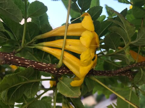 Yellow Tecoma close up. Yellow Bells close up. Yellow Elder isolated. Trumpetbush blossom. Tecoma stans (L.) Juss. ex Kunth. 