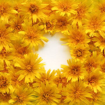 Wildflowers in warm yellow and orange colors creating a wall of flowers. Yellow flowers background. Arrangement of flowers around an empty white space creating a frame of yellow flowers.