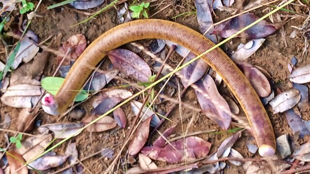 
Amphisbaena alba, two-headed snake, blind snake