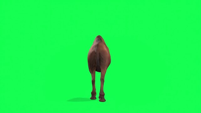 4k Arabian camel walk cycle loop back view animation on isolated Green Screen Animal, 3D Realistic one-humped Dromedary camel walk rendering on the chroma key, animation video for your rhymes
