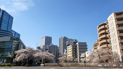 高層ビルと桜並木 © VVVF