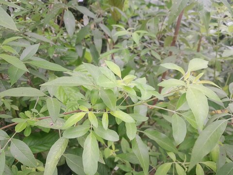 Vitex trifolia medicinal harb plant leaves, and flowers. Simpleleaf Chastetree green leaves with blossoms. Vitex&nbsp;negundo botany in Bangladesh.  