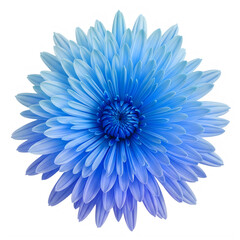 Obraz premium Vibrant blue chrysanthemum flower, close-up, floral decoration, blooming plant