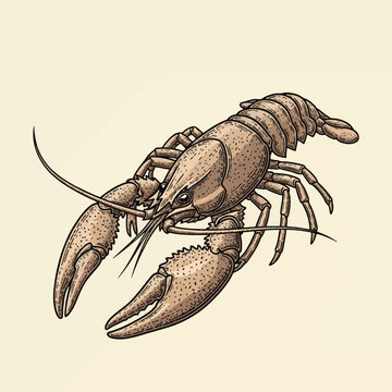 Detailed woodcut engraving of a crayfish with textured exoskeleton and large claws. Vintage style scientific illustration of a freshwater crustacean on a plain background.