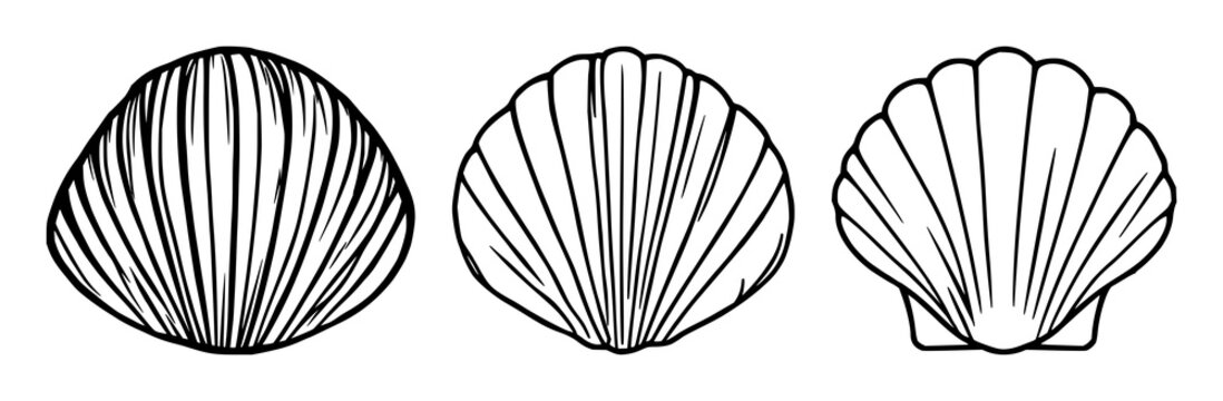 Shell set with black line art single scallop shell icon featuring minimalism, illustration, vector with line art and white background