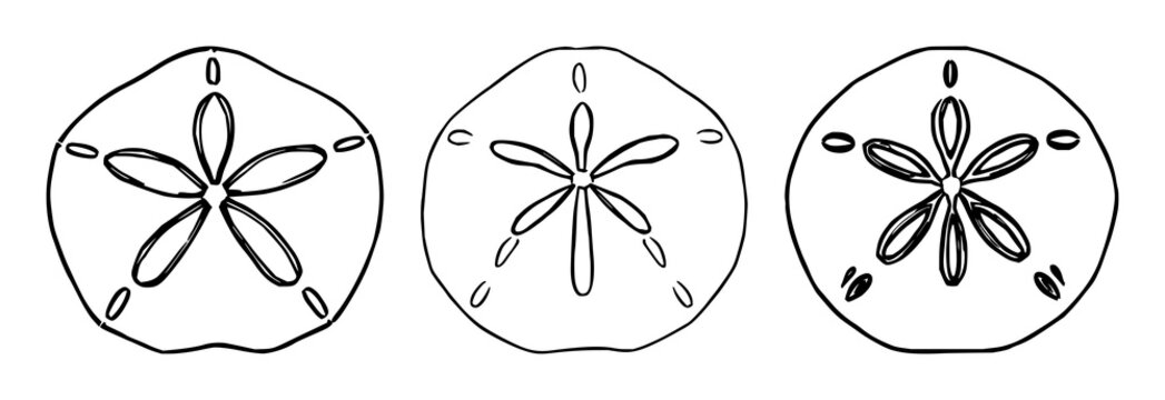 Sand dollar shells set with black line art, detailed design featuring sand dollar, marine, coral with illustration and vector