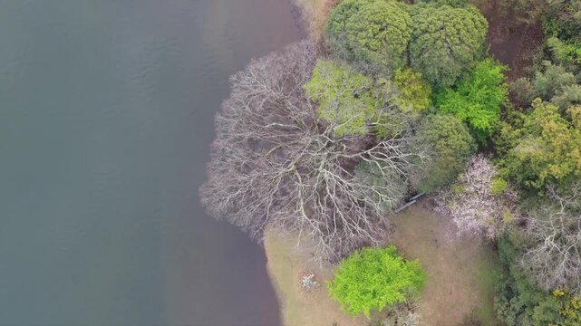 High angle aerial view of Lake Ippeki with blooming sakura, Izu Peninsula Japan
