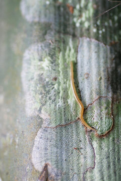 Macro shot of worm or slug on the tree