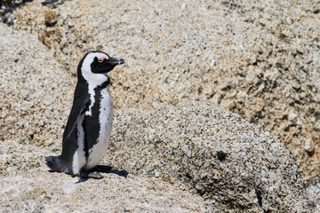 Fototapeta premium Penguins of South Africa in the rays of the sun.