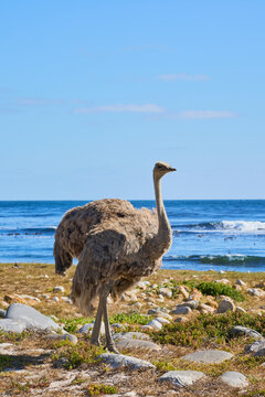 A South African ostrich in the background of the Atlantic coast of South Africa.
