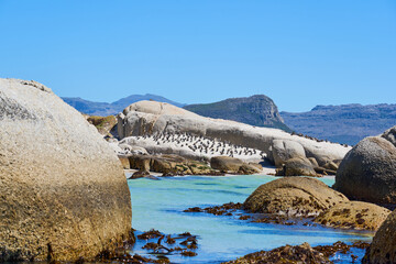 Penguins of South Africa in the rays of the sun. © Arthur