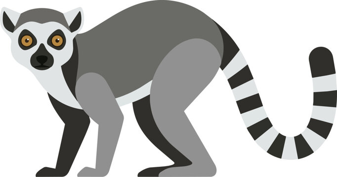 Ring Tailed Lemur Animal.