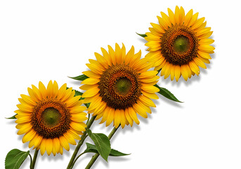 Obraz premium Three bright yellow sunflowers with green leaves isolated on white background white background