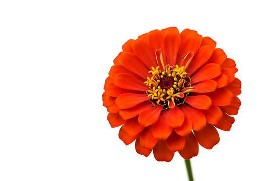 Vibrant orange zinnia flower with yellow stamens isolated on white background white background