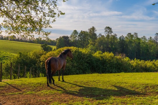 Caballo sobre cesped en un atardecer