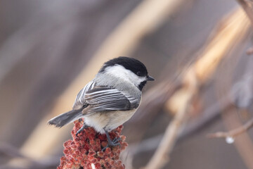 Black-capped chickadee (Poecile atricapillus) in spring © Mircea Costina