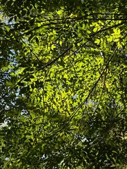 Fototapeta premium green leaves background