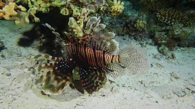 close up shot of a venomous Lionfish Pterois volitans or Pterois miles gracefully navigating a colorful, healthy coral reef ecosystem in clear tropical waters.