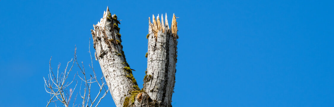 Freshly cut tree high up on the trunk with sharp points left to mimic a natural deadfall snag, forest management to promote biodiversity in animal wildlife habitat for nesting, roosting, food storage,