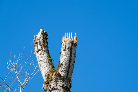 Freshly cut tree high up on the trunk with sharp points left to mimic a natural deadfall snag, forest management to promote biodiversity in animal wildlife habitat for nesting, roosting, food storage,