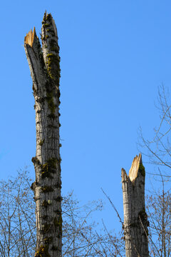 Freshly cut tree high up on the trunk with sharp points left to mimic a natural deadfall snag, forest management to promote biodiversity in animal wildlife habitat for nesting, roosting, food storage,