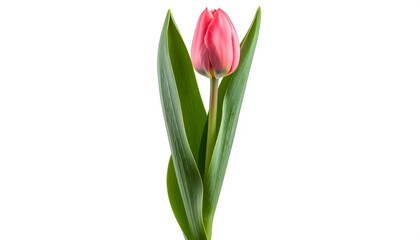 Obraz premium Beautiful single pink tulip flower with green leaves isolated on white background